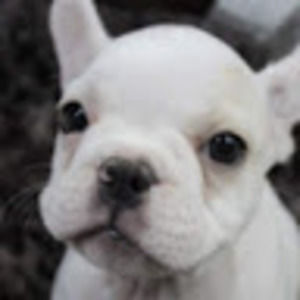 Meet your Posher, Darcie